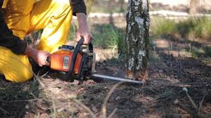 Best Lot and Land Clearing  in Phelan, CA