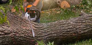How Our Tree Care Process Works  in  Phelan, CA