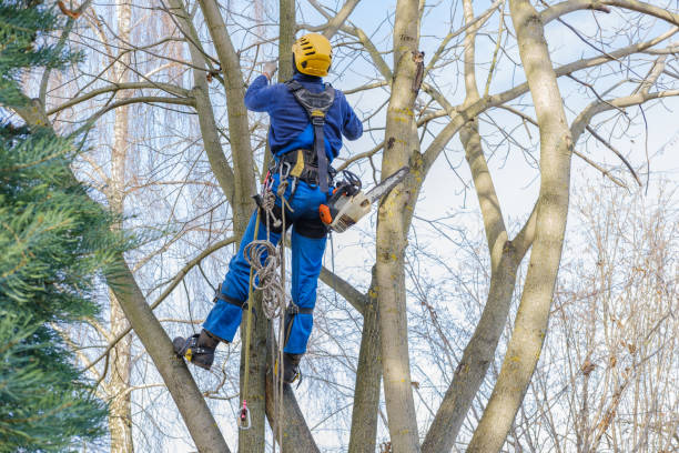 Trusted Phelan, CA Tree Services Experts