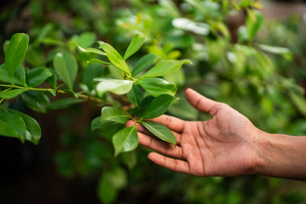Best Tree Trimming and Pruning  in Phelan, CA