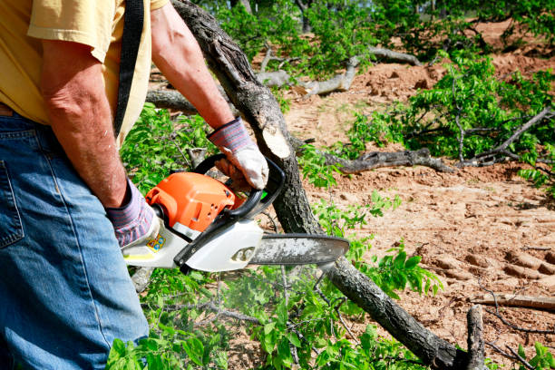 Best Storm Damage Tree Cleanup  in Phelan, CA