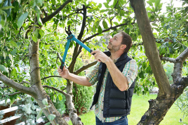 Best Tree Maintenance Programs  in Phelan, CA